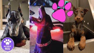 Dobermans are Badass and Cute | Compilation