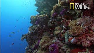 Desert Seas Narrated by David Attenborough | National Geographic Documentary