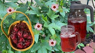 The Weirdest Fruit for Warm Climate Gardens: Roselle