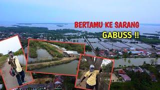 Tarikannya mantap || Casting gabus tambak muara gembong