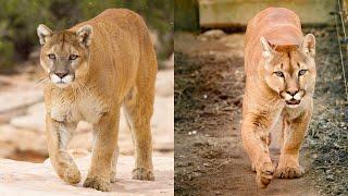 Are Mountain Lions And Cougars the Same Species? | Wildlife Documentary