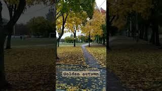 Autumn Stadium. Golden autumn in Ukraine 2023. #goldenautumn #ukraine #beauty #shorts #youtubeshorts