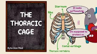 Thoracic Cage | Ribs Vertebrae Sternum | Bones Joints and Ligaments | Skeletal System | Osteology