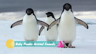 Penguin Sounds Effects