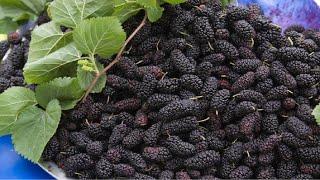 Modern Blackberry Agriculture Technology | Amazing Blackberry Harvesting & Blackberry Farming