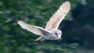 Amazing footage of UK wildlife - barn owls, kestrel, badgers, hares, woodpeckers