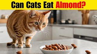 Can Cats Eat Almonds? Discover the Risks & Safe Snacks for Cats!
