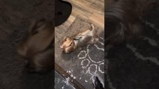 Dog Wipes His Paws On Carpet From Snow Before Entering