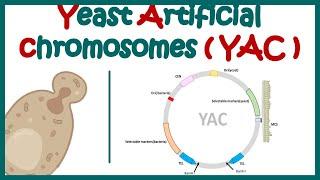 Yeast artificial chromosome (YAC) | What are the components of yeast artificial chromosome?