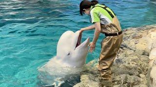 the beluga has a soft neck / delphinapterus leucas