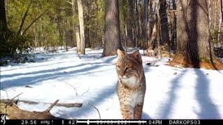 Browning Trail Cam Videos-January thru April 2021