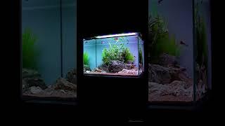 Full Tank shot ️ #shorts #youtubeshorts #youtube #instagram #reels #nature  #darpanfishaquariums