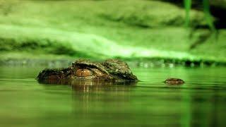 Close Calls with Aggressive Alligators | Gator Boys