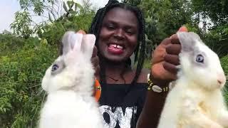 African village girl having a great day with twin rabbits