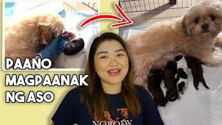 PAANO MAGPAANAK NG ASO/PUSA SA BAHAY (+ symptoms, vitamins, materials) | Arah Virtucio