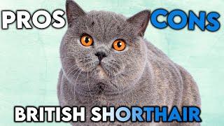 MUST-KNOW British Shorthair Cat PROS And CONS