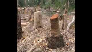 The Negative Effects of Deforestation - Making a Difference