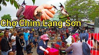 Vùng cao Lạng Sơn | Khám Phá Chợ Chim Lạng Sơn, Chợ Chim Lớn Nhất Việt Nam