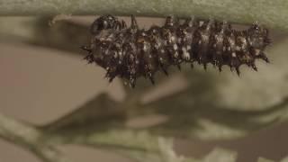 Swallowtail butterfly metamorphosis and plant lice (Thrips) demo reel 5 V22305