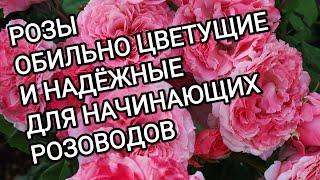 СОРТА РОЗ  ОБИЛЬНО ЦВЕТУЩИЕ И НАДЕЖНЫЕ ДЛЯ НАЧИНАЮЩИХ РОЗОВОДОВ.