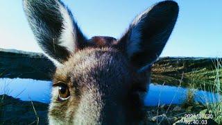 Up Close and Personal: Spectacular Wildlife Off Grid