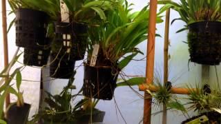 Cool growing Orchids Set up, Orchid Care and tips For Dracula and Other cool growing Orchids