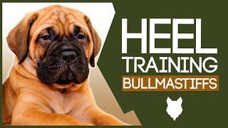 BULLMASTIFF TRAINING TIPS! How To Train Your Bullmastiff Puppy To Walk to Heel!