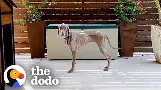 This Woman Lost Hope Saving Her 'Skeleton' Dog Until... | The Dodo