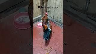 hybrid Philippine Red jungle fowl #redjunglefowlasia #manokihalas #ayamhutan #manoklabuyo