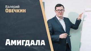 Что такое "амигдала"? / Как зарабатывать на госзаказах? / Мастер-класс о госзакупках