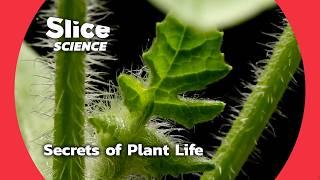 The Hidden World of Plants: Survival & Evolution | SLICE SCIENCE | FULL DOC