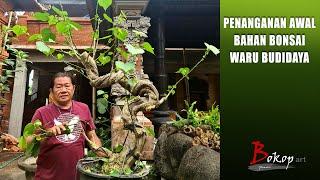 PENANGANAN AWAL BAHAN BONSAI WARU BUDIDAYA