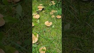 гриб РЫЖИК ЕЛОВЫЙ, утро грибника !  #природа #лес #грибы  #поехатьзагрибами