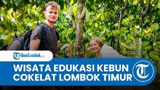 Kebun Cokelat Lombok Timur, Sensasi Wisata Edukasi yang Banyak Diburu Wisatawan Mancanegara