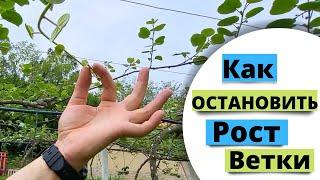 Останавливаем рост ветки киви. Как остановить точку роста?