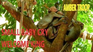 SOUND A LOT BABY MONKEY CRY LOUDLY WELCOME TO KING MAX ON THE TREE |
