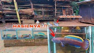 UPDATE..!! Progress Warna Ikan Channa Limbata || Cara Meningkatkan Warna Channa Limbata