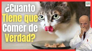 ¿CUANTO TIENE QUE COMER UN GATO?  ¿CUÁNTAS VECES COME?  ¿CUANTAS NECESITA COMER?