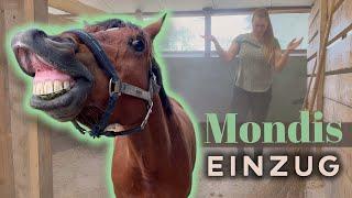 Das neue Pferd is da! | Mondis Einzug