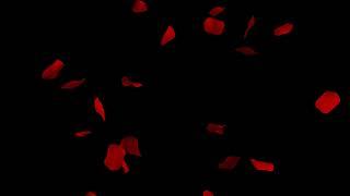 Red rose petals falling effect black background Free download overlay
