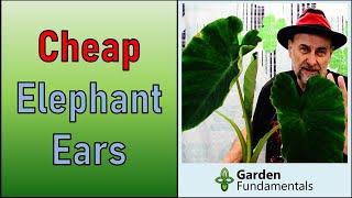 Grow Cheap Elephant Ears  Eddoes From the Grocery Store