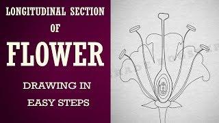 How to draw #longitudinal section of flower in easy steps |biology :science |cbse | ncert class 10