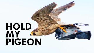 Nothing Can Out-Fly A Peregrine Falcon