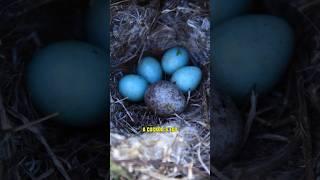 Cuckoo Chick Tosses Siblings Out of Nest  #shorts