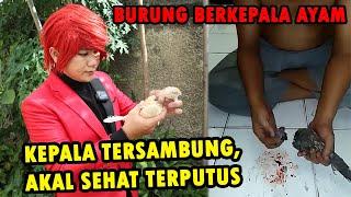 RAWA RONTEK NDASMU ‼️ BONGKAR RAHASIA MENYAMBUNG KEPALA PUTUS - Pesulap Merah - ILMU MERAH