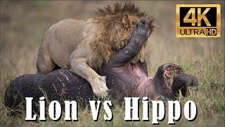 Male Lion VS Hippo in the Maasai Mara, Africa! 4k