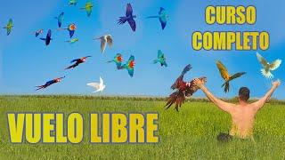  COMO HACER VUELO LIBRE CON LOROS TUTORIAL COMPLETO!!!