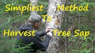 Simpliest Method to Harvest Tree Sap