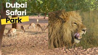 Dubai Safari Park 2022 | Dubai Zoo | Adventure #touristplace #dubaiattractions