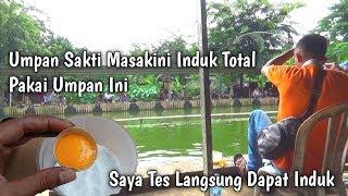 Racikan GT Lele Telur Bebek Lagi Viral, Tes Langsung Dapat Induk